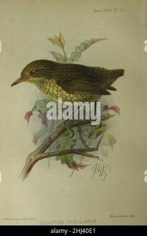 Stephens Island Wren Stock Photo - Alamy