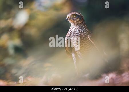 Eurasian sparrowhawk in the autumn forest. Northern sparrowhawk. Stock Photo