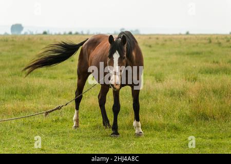 horse grazing in a field tied up so it doesn't run away
