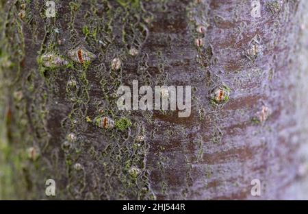 Sorbus rupicola bark Stock Photo