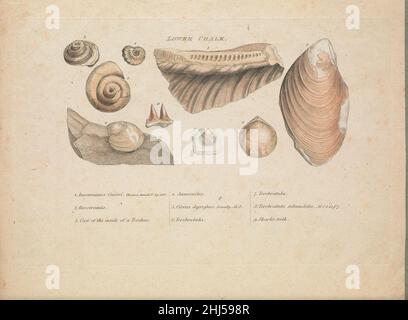 Strata identified by organized fossils Stock Photo