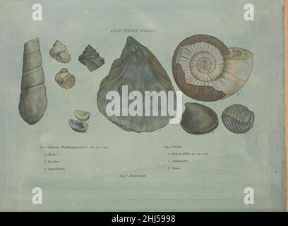 Strata identified by organized fossils Stock Photo