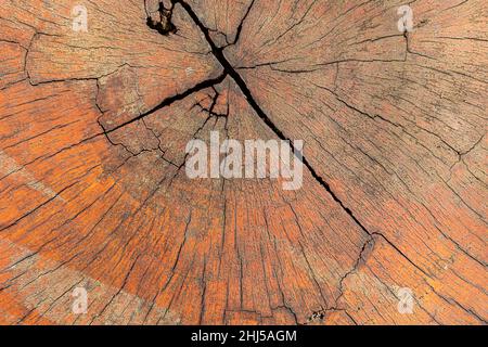 Rough texture brown background of cutting aged wood with cracking lines and broken on top of tree trunk. Stock Photo