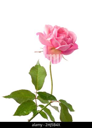fresh pink rose, isolated on white background, closeup with water droplets Stock Photo