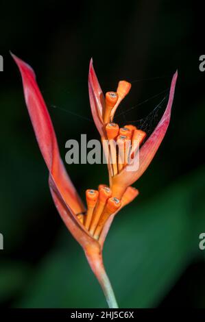 Ginger flower, Costus guanaiensis, Singapore Botanic Gardens, Singapore Stock Photo