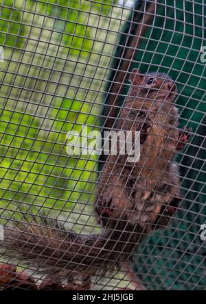 A vertical shot of a tiny cute squirrel standing on a metal fence looking out Stock Photo