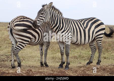 View of two zebras standing on the grass against a cloudy sky Stock Photo