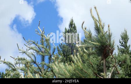 Pine trees and sky Stock Photo