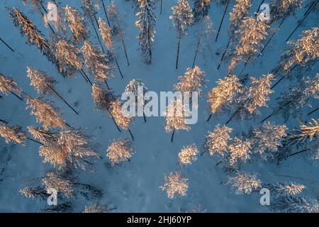 Aerial view of pine forest in winter. Snow covered trees Stock Photo