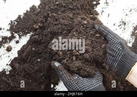 Woman hands in gloves holding soil for planting on white background Stock Photo
