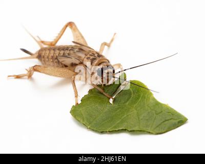 live crickets in white calcium eating a leaf of salad on sand. Cricket in  terrarium. feeder insect. Acheta domesticus species. house cricket. macro  photography. lizard food Stock Photo - Alamy