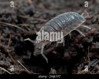 Common rough woodlouse or sow bug, Porcellio scaber, crawling amongst leaf litter Stock Photo