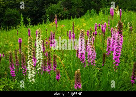 Dense Blazing-Star blooming in a summer wild meadow in Pennsylvania's Pocono Mountains. Stock Photo