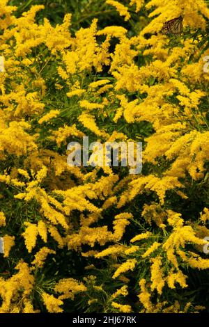 Late or Giant Goldenrod blooms in late summer and early autumn across North America.  It' is an important food source for autumn migrating Monarch but Stock Photo