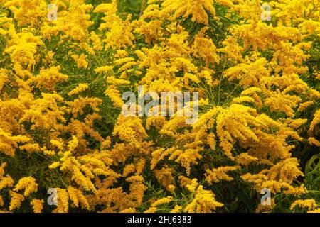 Late or Giant Goldenrod blooms in late summer and early autumn across North America.  It' is an important food source for autumn migrating Monarch but Stock Photo