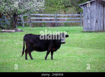 Originating in Ireland the Dexter Cattle is the smallest of all cattle breads. It is triple purpose breed used for milk, beef and as a tractable anima Stock Photo