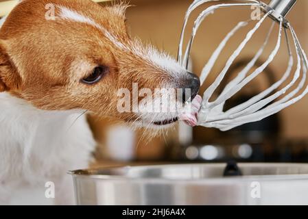 Dog lick electric kitchen mixer whisk. Hungry pet Stock Photo