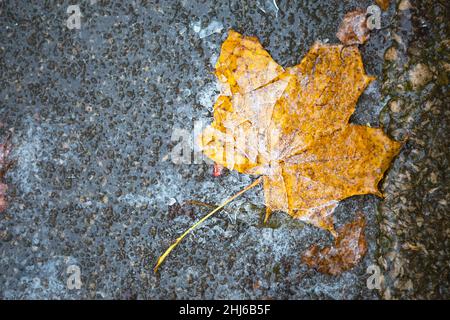 A yellow dry fallen maple leaf froze in the ice on the asphalt. The first autumn frosts, October, November. Leaf frozen in the ice, close-up Stock Photo
