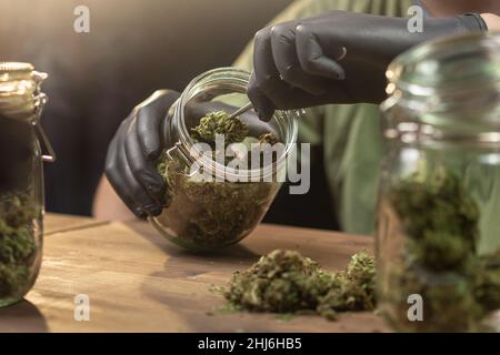 Gloved hands, putting trimmed CBD hemp flower weed buds in a storage glass jar, using tweezers. Stock Photo