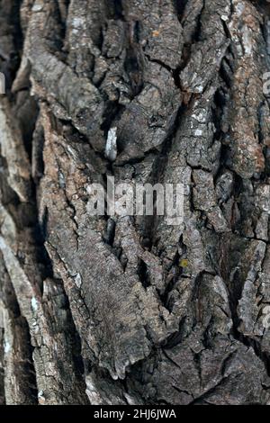 Embossed Bark texture of old tree wood pattern detail, macro photography. Nature Panoramic photo of the tree texture surface abstract background, use Stock Photo