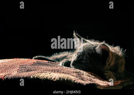 A 45 days old European gray kitten relaxing on a pillow under a . Image with copy space. Stock Photo
