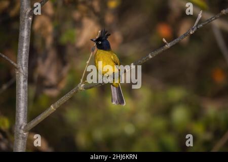 Black-crested Bulbul, Rubigula flaviventris, Uttarakhand, India Stock Photo