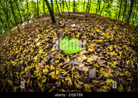 Herbstlicher Naturwald in Scharbeutz, Schleswig-Holstein, Deutschland, Europa Stock Photo