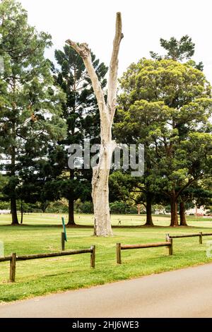 Very old tree without leafs Stock Photo