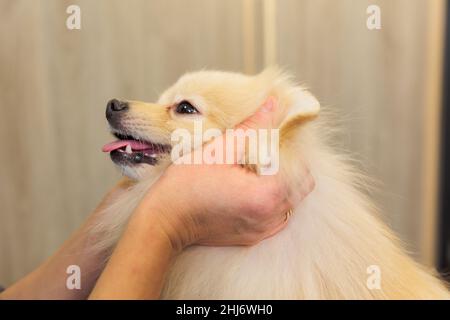 Portrait of Pomeranian Spitz. dog head is in owner's hands Stock Photo