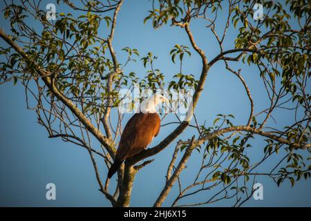 Brahminy Kite, Haliastur indus, Sunderbans, West Bengal, India Stock Photo