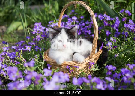 cute little black and white kitten sits in a wicker basket in a