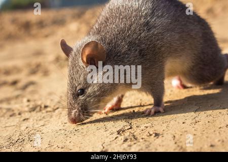 Chinese White-bellied Rat, Niviventer confucianus, Nagaland, India Stock Photo