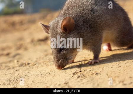 Chinese White-bellied Rat, Niviventer confucianus, Nagaland, India Stock Photo