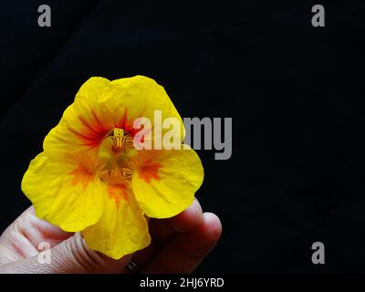 a yellow and orange flower of the nasturtium (Tropaeolum majus), in a woman's hand, with a black background , with colors orange, yellow, black and re Stock Photo