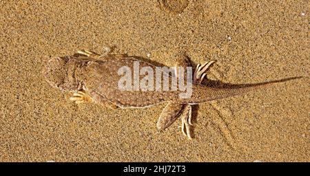 Toad-headed Agama, top body shot, Phrynocephalus mystaceus, Desert National Park, Jaisalmer, Rajasthan, India Stock Photo