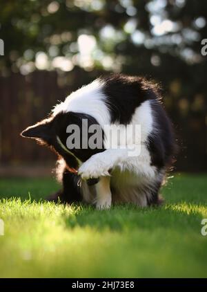 Cute Border Collie Hiding with Paw in the Summer Garden. Adorable Black and White Dog does Trick Outside. Stock Photo