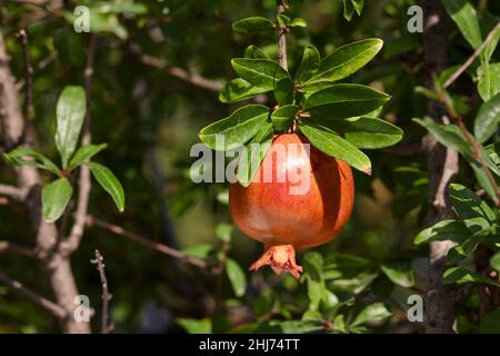 Ripe pomegranate fruits hanging on tree in garden Stock Photo