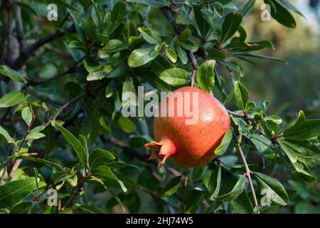 Ripe pomegranate fruits hanging on tree in garden Stock Photo