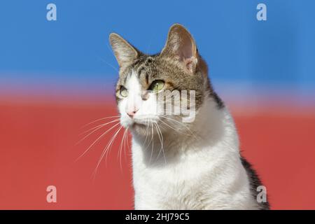 Close-up of the face of a brown and white cat with a blue and red background Stock Photo
