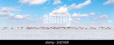 A flock of pink flamingos resting in blue water Stock Photo