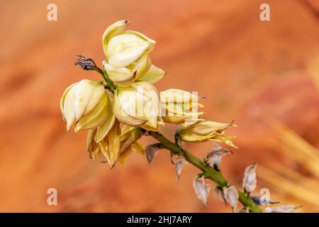 Stunning flower Yucca glauca blooms in Monument Valley Stock Photo