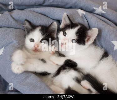 two black and white kittens lie side by side in an embrace on a gray bed. Love and care for cats. Comfort and friendship of pets. Tenderness among ani Stock Photo