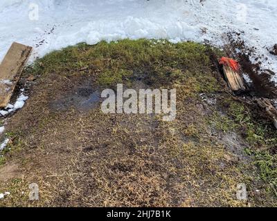 Firewood log and boards used to improve the grip of stuck car tires in the spring in a mud meadow. Offroad. Stuck in the car in the mud Stock Photo