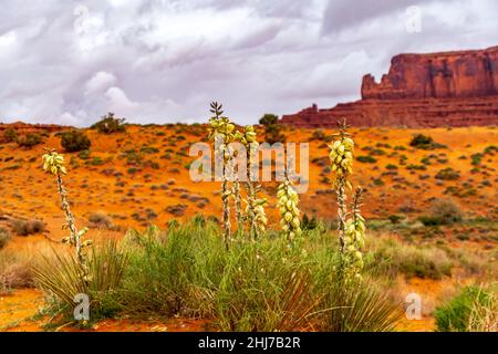 Stunning flower Yucca glauca blooms in Monument Valley Stock Photo