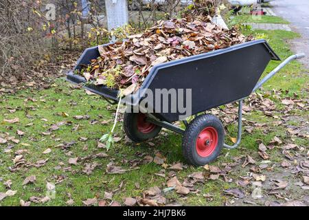 Wheelbarrow full of dry leaves, cleaning up the garden in autumn and early spring, selected focus, narrow depth of field Stock Photo