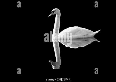 A single Mute swan (Cygnus olor) reflected in the waters of Windermere Stock Photo