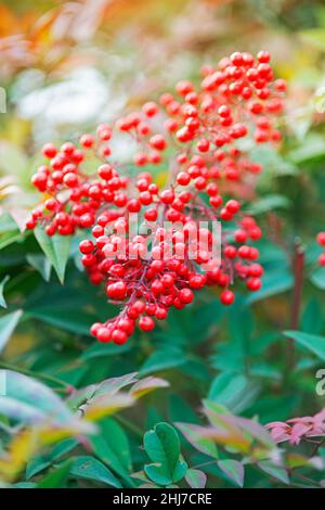 Nandina Domestica Plant,  Heavenly Bamboo Stock Photo