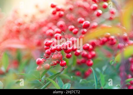 Nandina Domestica Plant,  Heavenly Bamboo Stock Photo