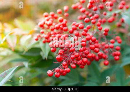 Nandina Domestica Plant,  Heavenly Bamboo Stock Photo