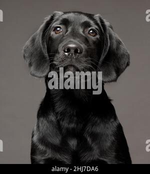 Headshot of a 4 month, 16 week old black Labrador puppy isolated against a dark grey background. Stock Photo